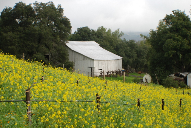 Sonoma Valley Mustard Fields